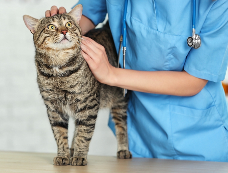 Veterinary Jobs in University Place