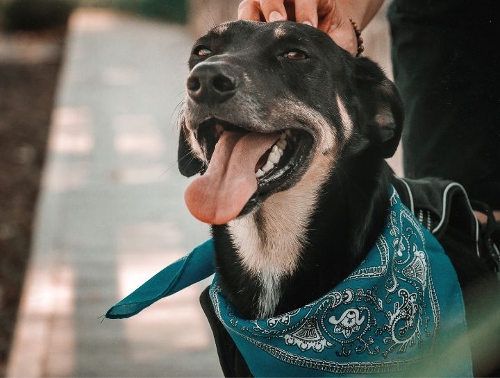 Dog Veterinarian in $city